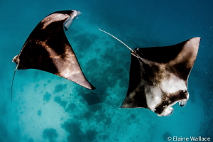 manta near the surface (and another near the seabed!) by Elaine Wallace 